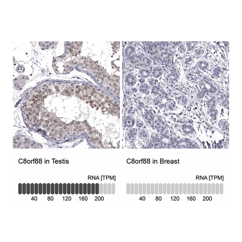 Merck Anti-C8ORF88 antibody produced in rabbit