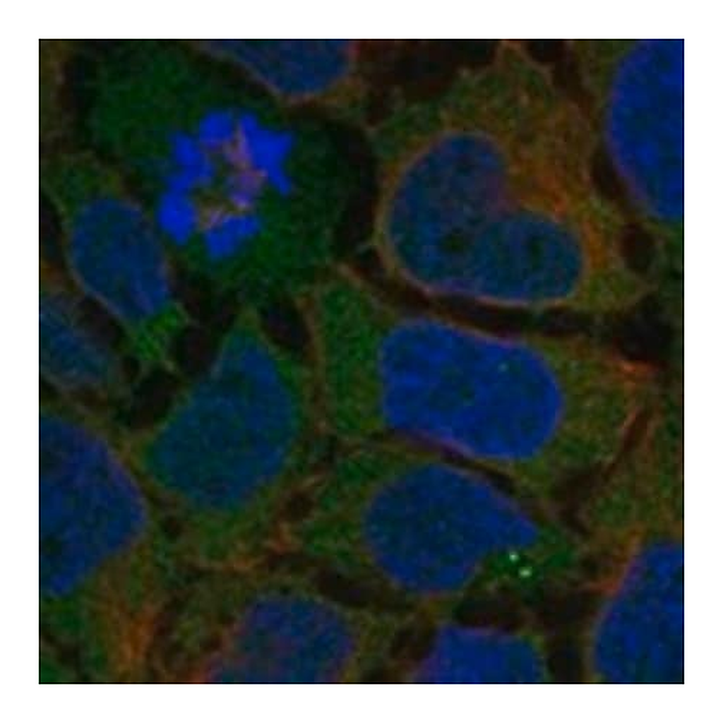 Merck Anti-ADGRG7 antibody produced in rabbit