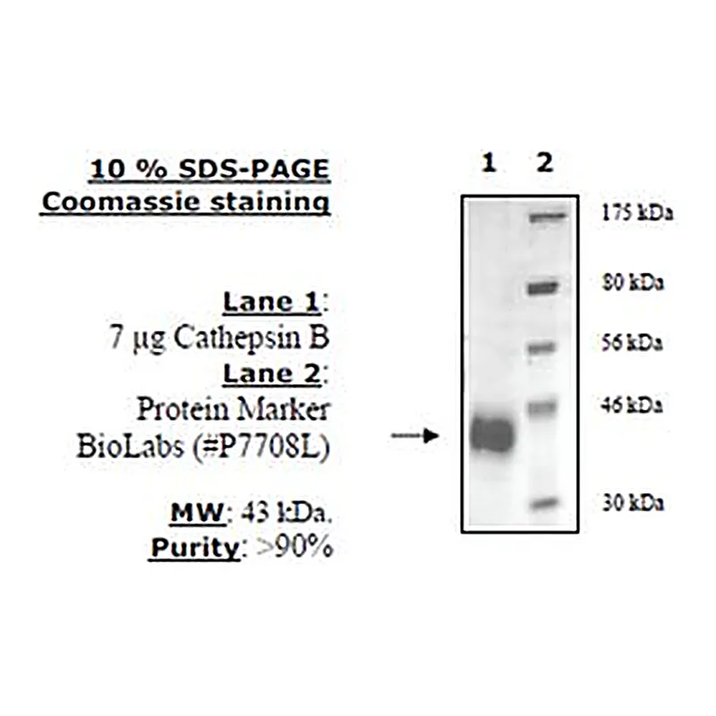 Merck CATHEPSIN B ACTIVE HUMAN