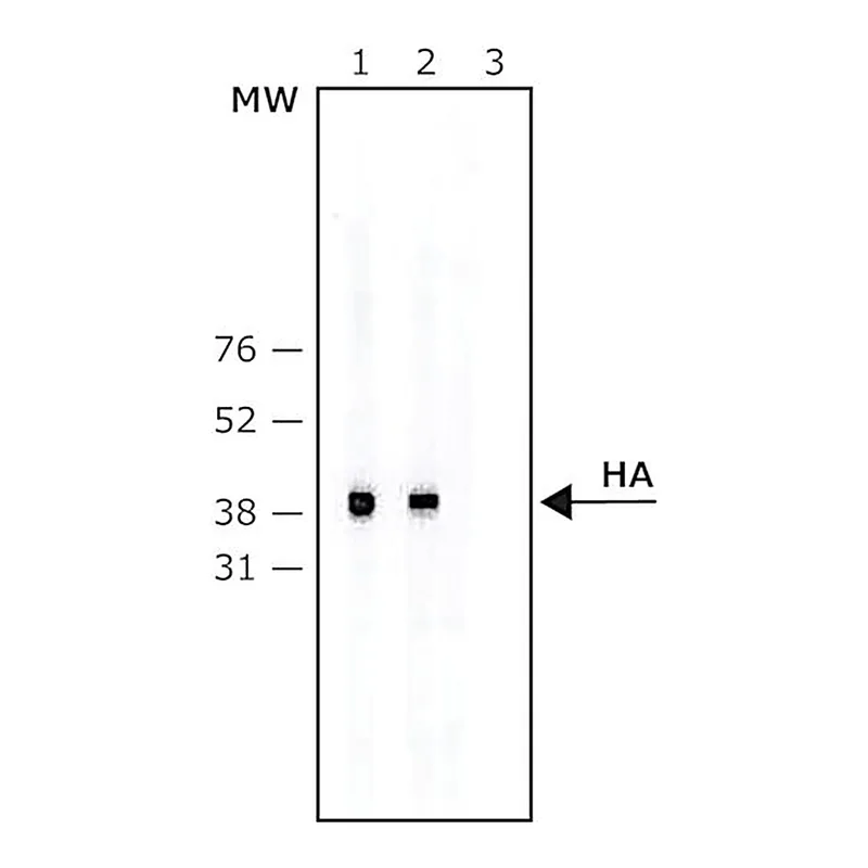 Merck ANTI-HA-BIOTIN ANTIBODY, MOUSE MONOCLON&