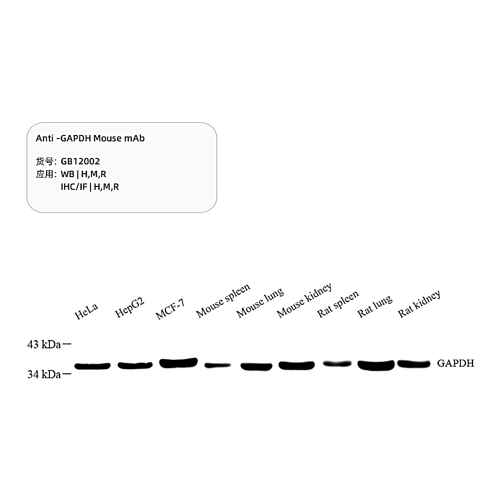 Servicebio Anti -GAPDH Mouse mAb