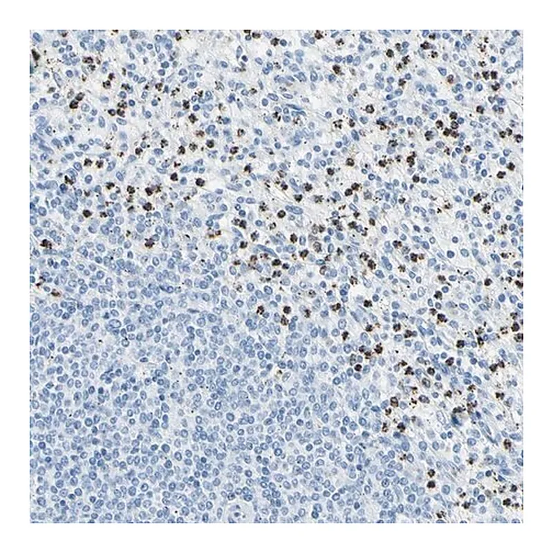 Merck Anti-CYSLTR1 antibody produced in rabbit