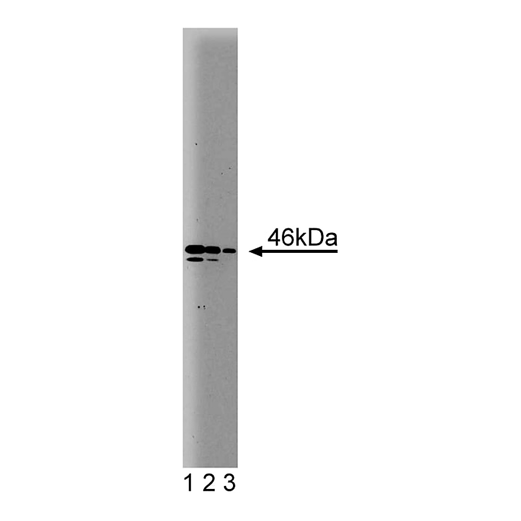 BD Purified Mouse Anti-Human Nek2