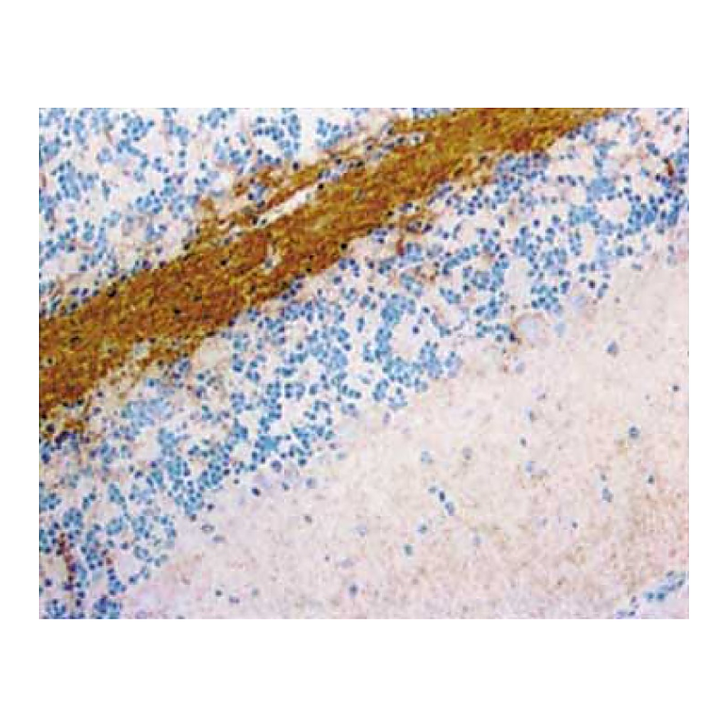 BD Purified Rat Anti-Substance P