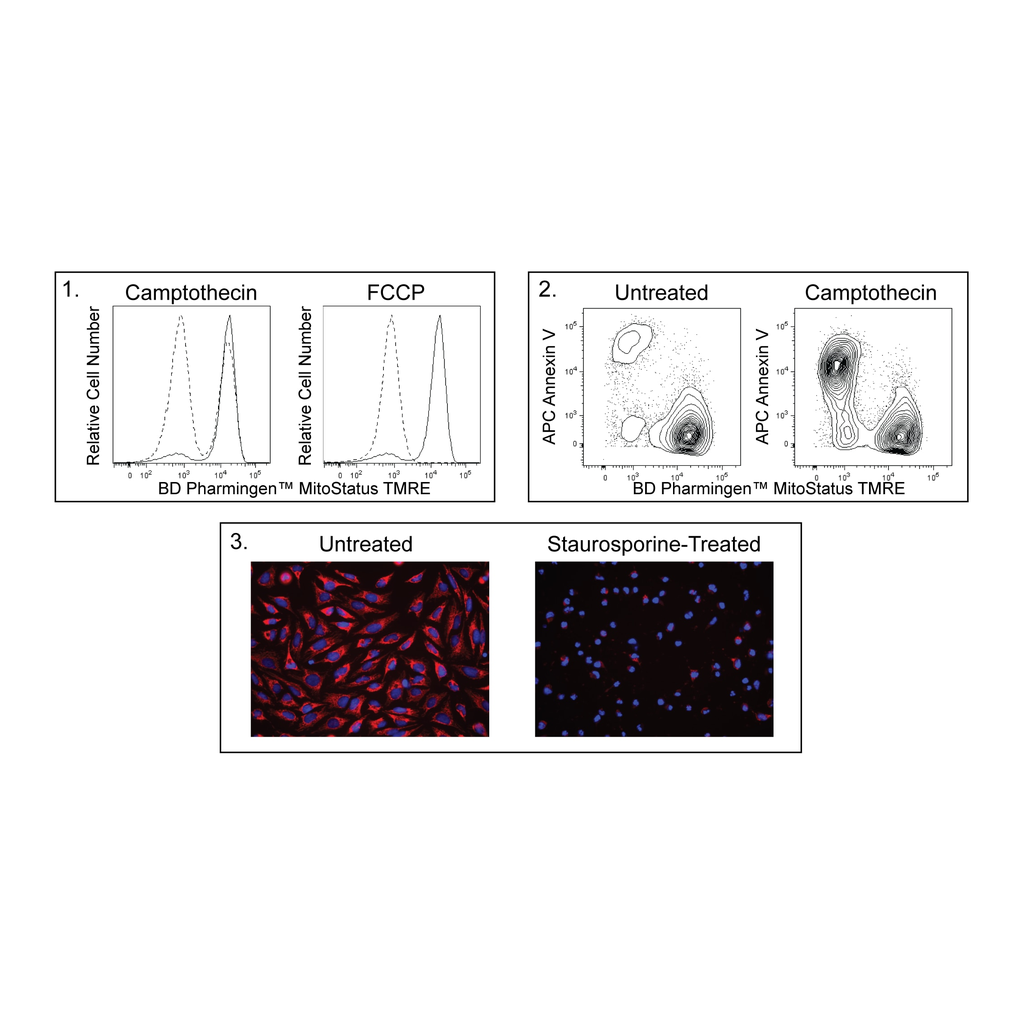 BD MitoStatus TMRE