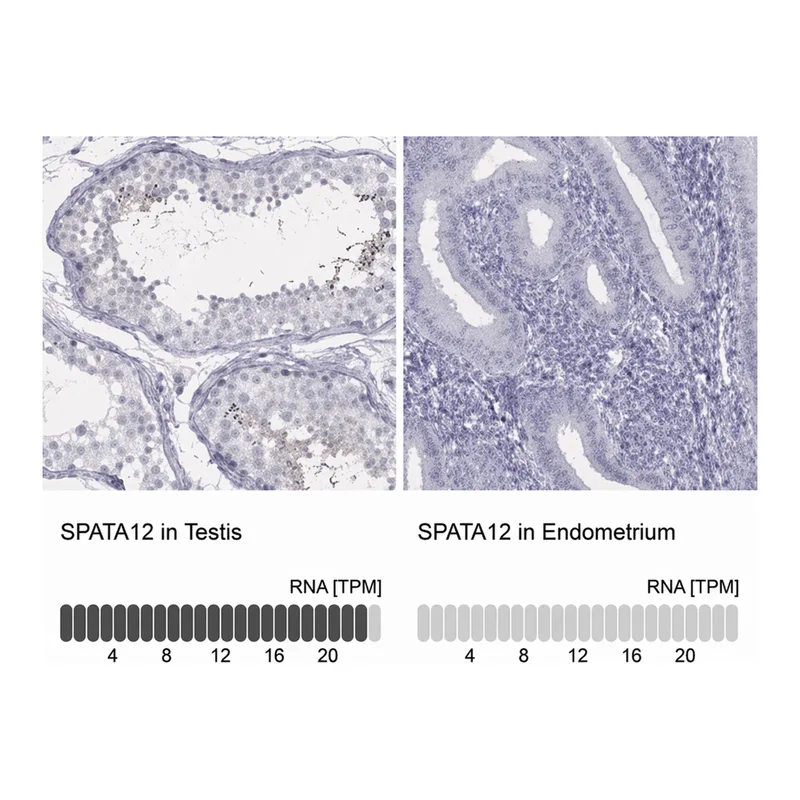 Merck Anti-SPATA12 antibody produced in rabbit