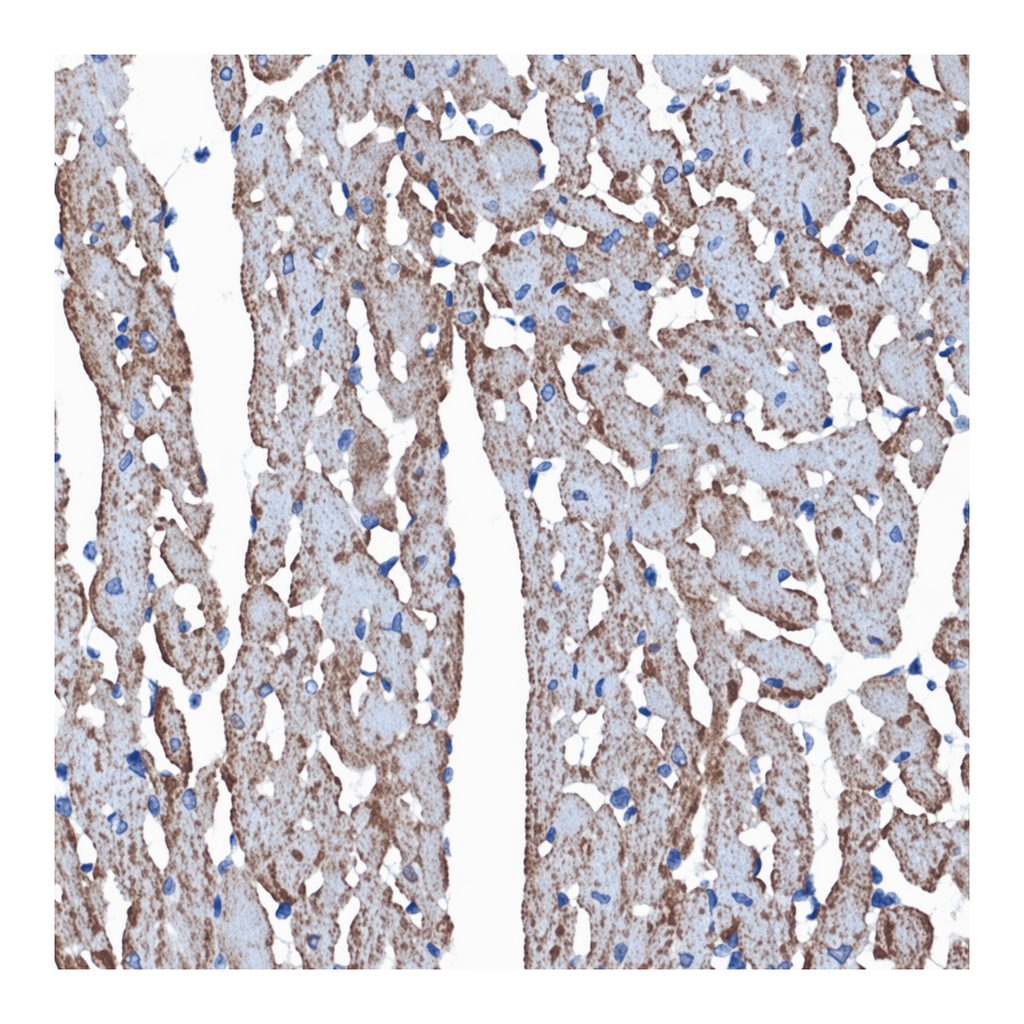 Merck Anti-CDC42EP1 antibody produced in rabbit