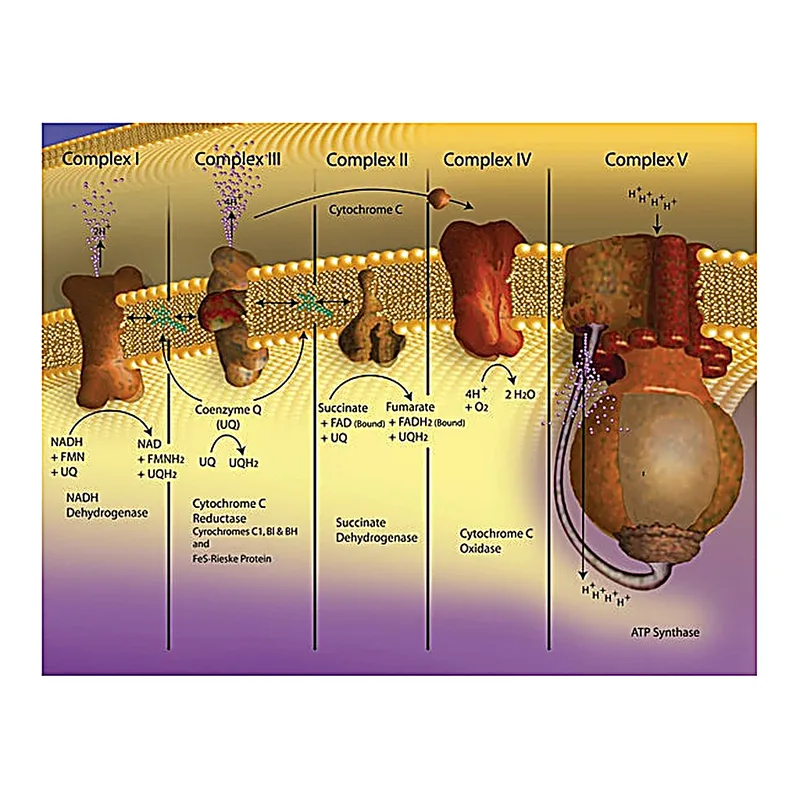 Merck Cytochrome c from equine heart