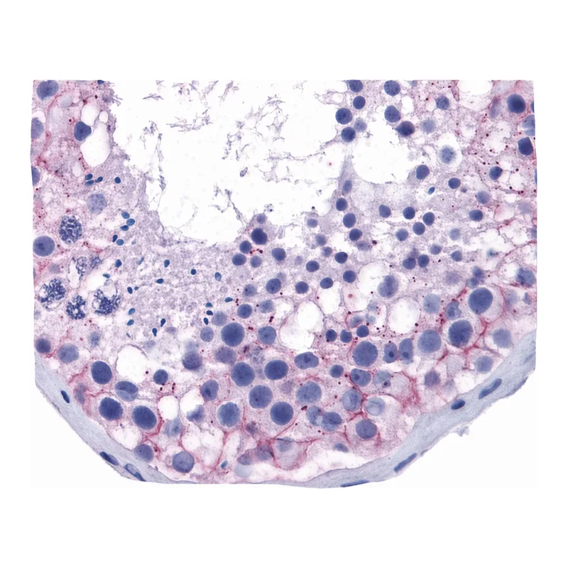 Merck Anti-TJP1 antibody produced in rabbit