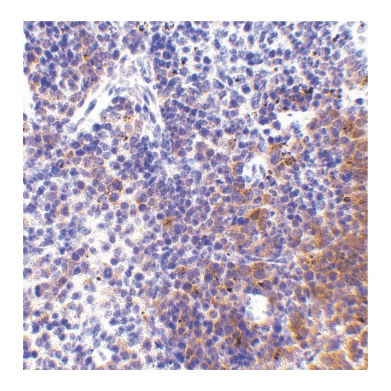 Merck Anti-IRF7 (ab1) antibody produced in rabbit