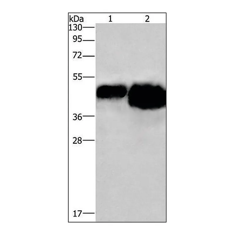 Merck Anti-OVAL antibody produced in rabbit