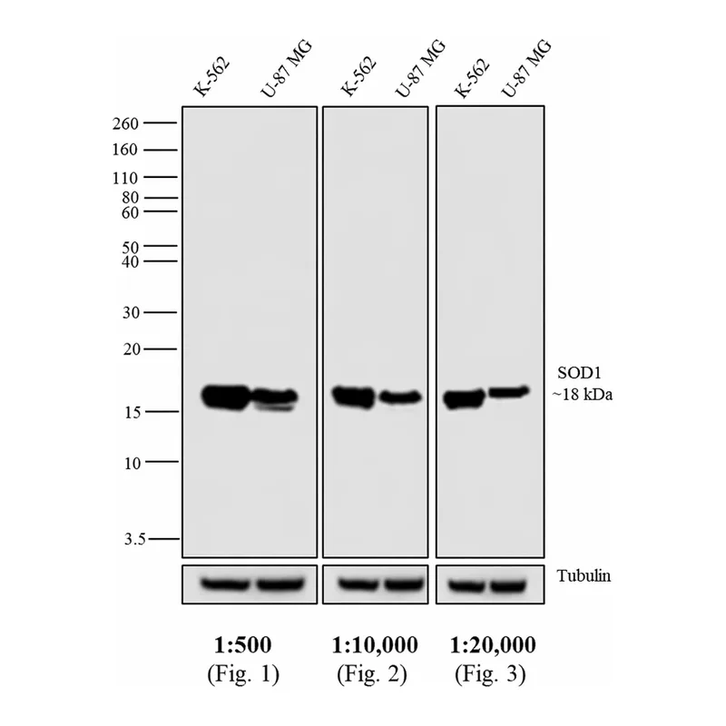 Thermo Fisher Scientific Goat anti-Mouse IgG Fc Cross-Adsorbed Secondary Antibody, HRP