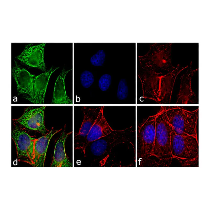 Thermo Fisher Scientific F(ab`)2-Donkey anti-Mouse IgG (H+L) Secondary Antibody, FITC