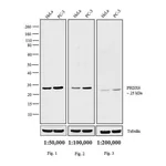 Thermo Fisher Scientific Mouse anti-Rabbit IgG (H+L) Cross-Adsorbed Secondary Antibody, Biotin