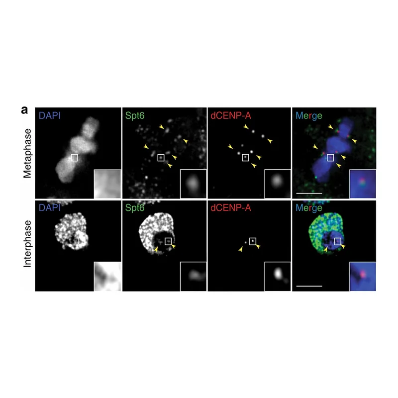 Thermo Fisher Scientific Goat anti-Chicken IgY (H+L) Secondary Antibody, Alexa Fluor 488