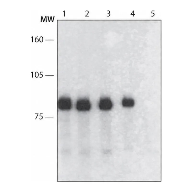 Merck Anti-Transportin 1 antibody, Mouse monoclonal