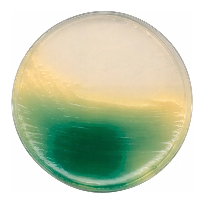 Merck King Agar BNutriSelect Basic