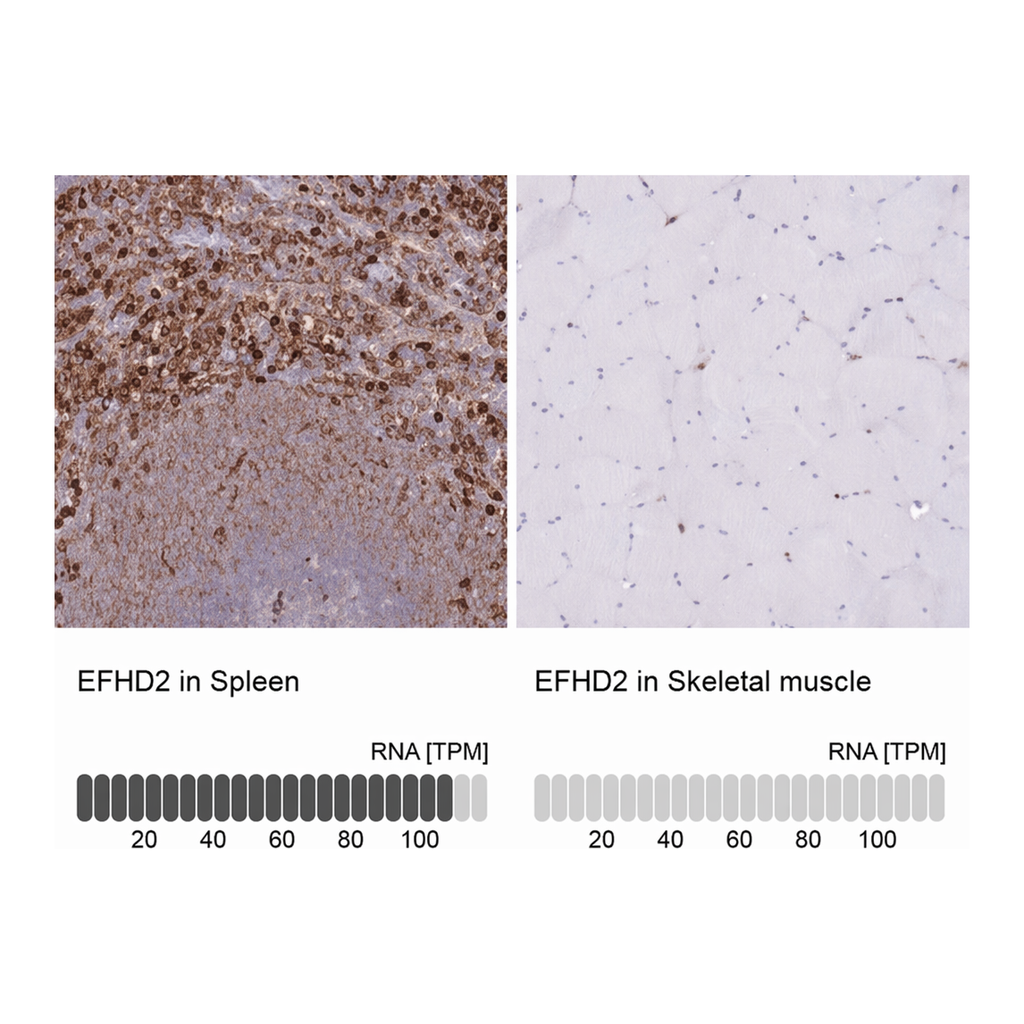 Merck Anti-EFHD2 antibody produced in rabbit