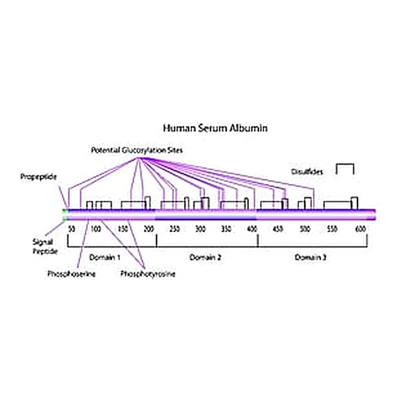 Merck HUMAN ALBUMIN (MOLECULAR SIZE) BRP, EURO