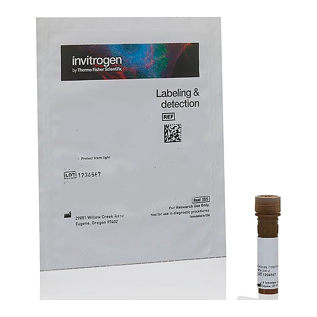 Thermo Fisher Scientific Lycopersicon Esculentum (Tomato) Lectin (LEL, TL), fluorescein (FITC)