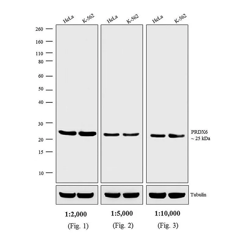 Thermo Fisher Scientific Donkey anti-Rabbit IgG (H+L) Secondary Antibody, AP