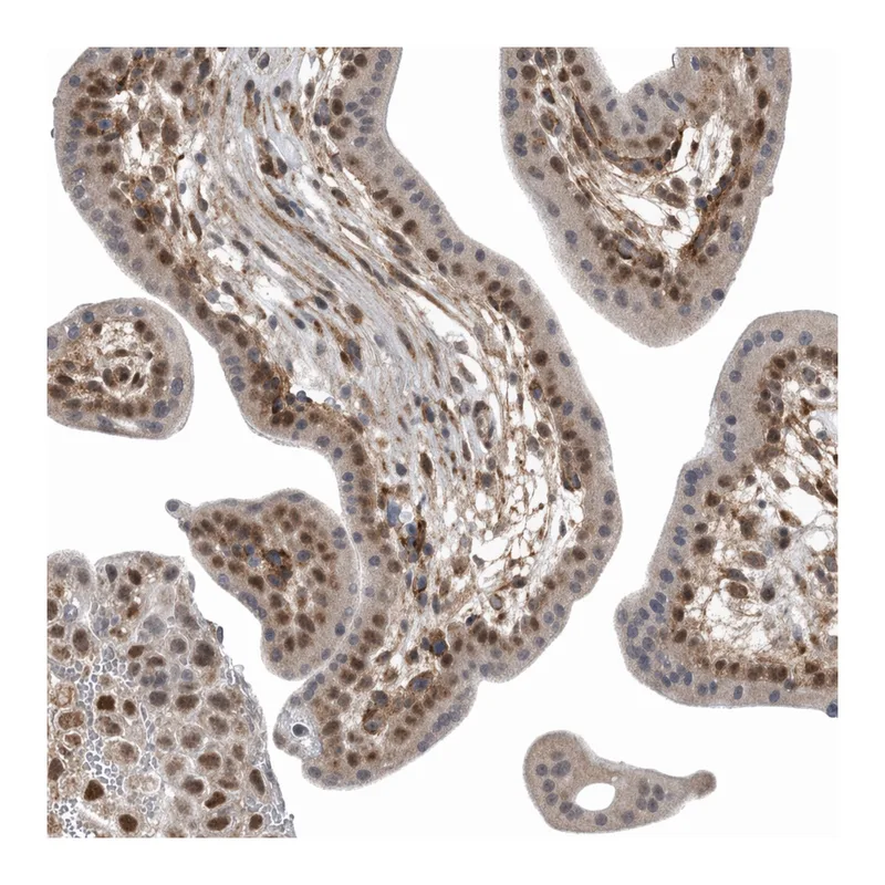Atlas Antibodies Anti-MED28 Antibody
