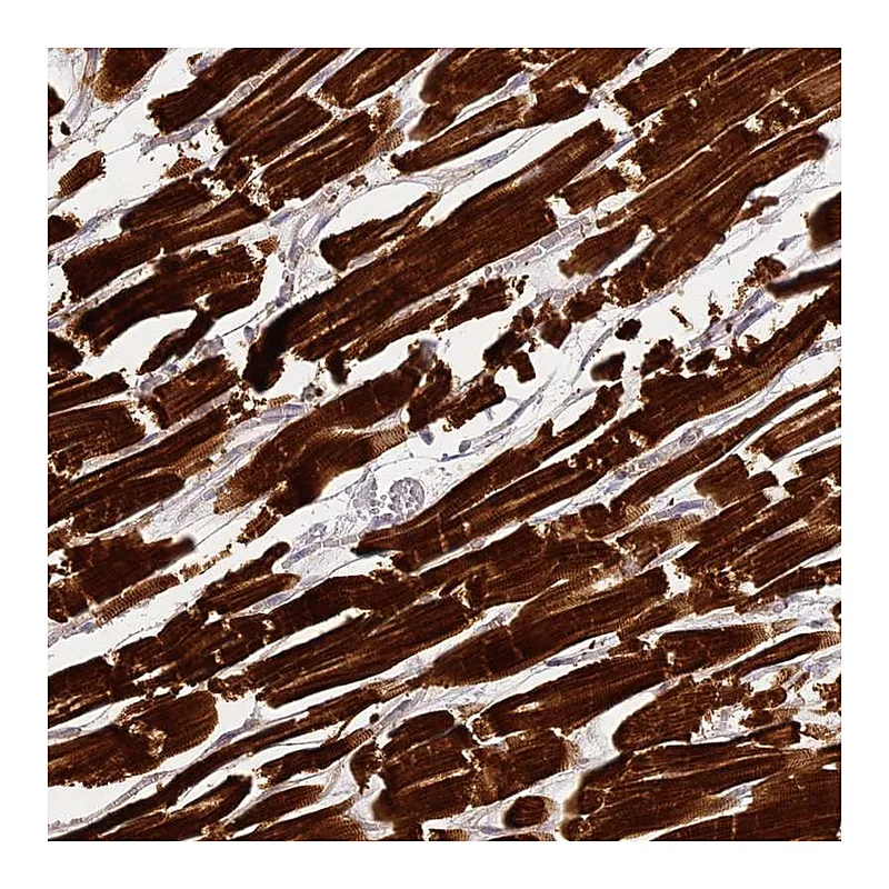 Atlas Antibodies Anti-MED28 Antibody