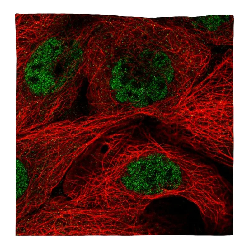 Atlas Antibodies Anti-MED29 Antibody