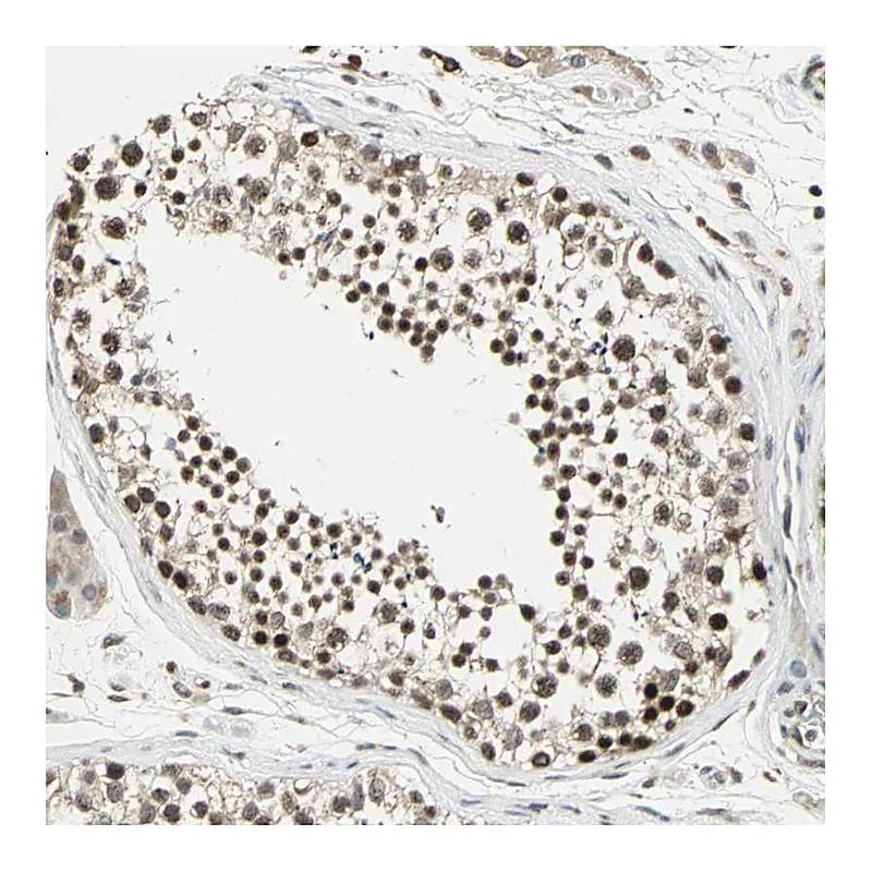 Atlas Antibodies Anti-MED4 Antibody