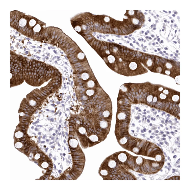 Atlas Antibodies Anti-MED9 Antibody