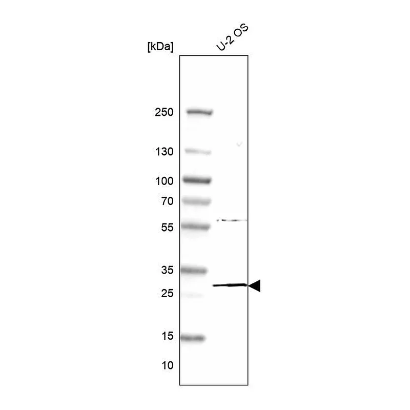 Atlas Antibodies Anti-MED6 Antibody