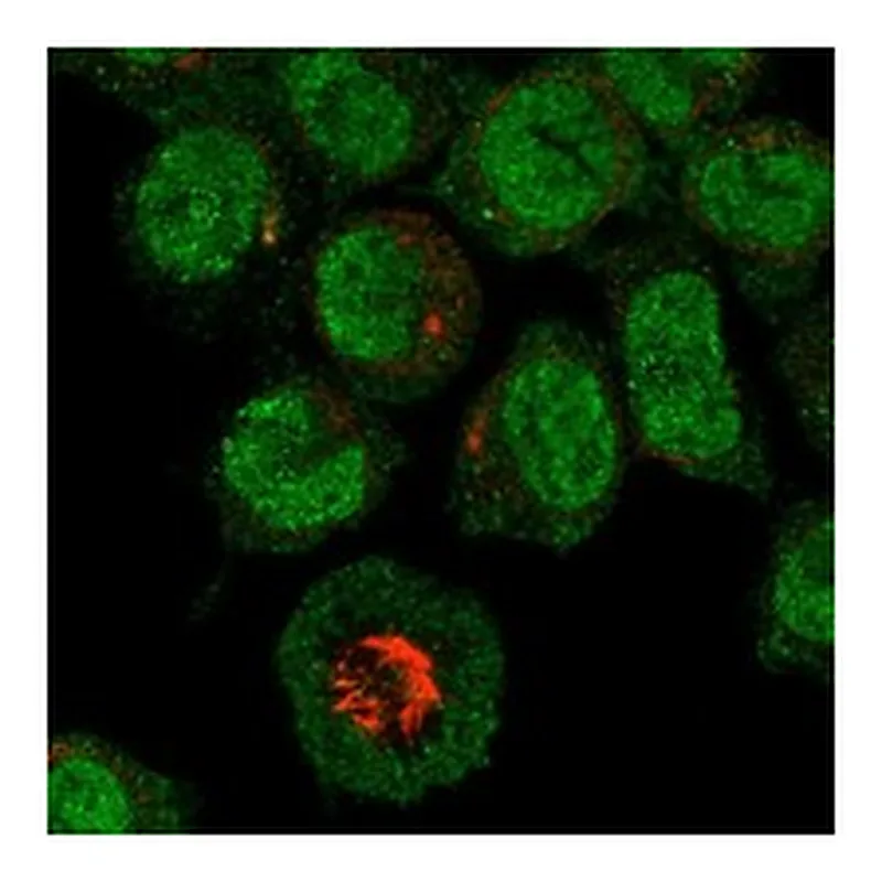 Atlas Antibodies Anti-MEFV Antibody