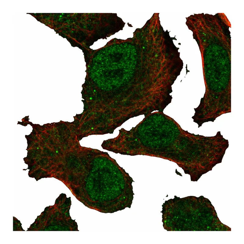 Atlas Antibodies Anti-MEGF9 Antibody