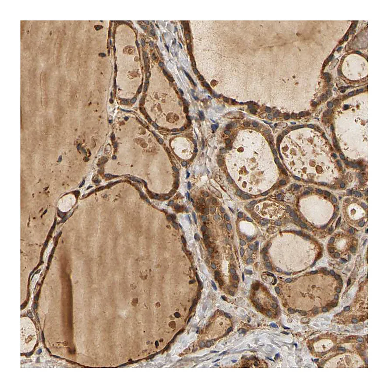 Atlas Antibodies Anti-MEGF9 Antibody