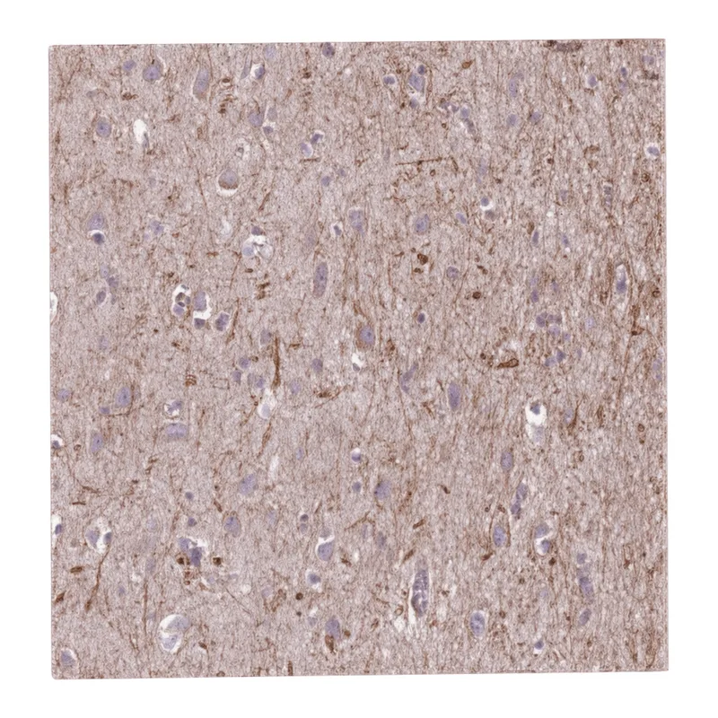 Atlas Antibodies Anti-MEGF8 Antibody