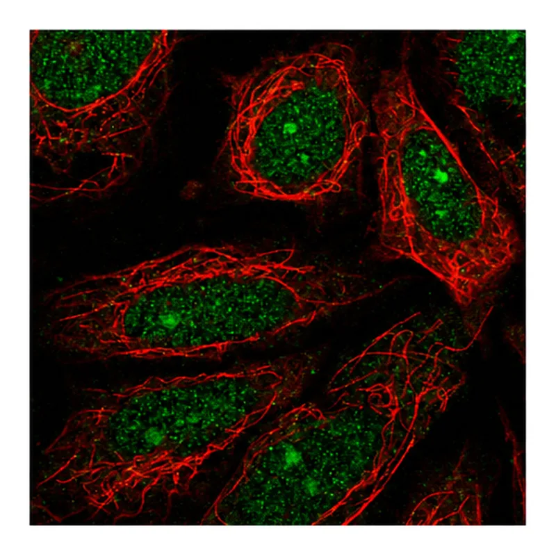 Atlas Antibodies Anti-MEIOB Antibody