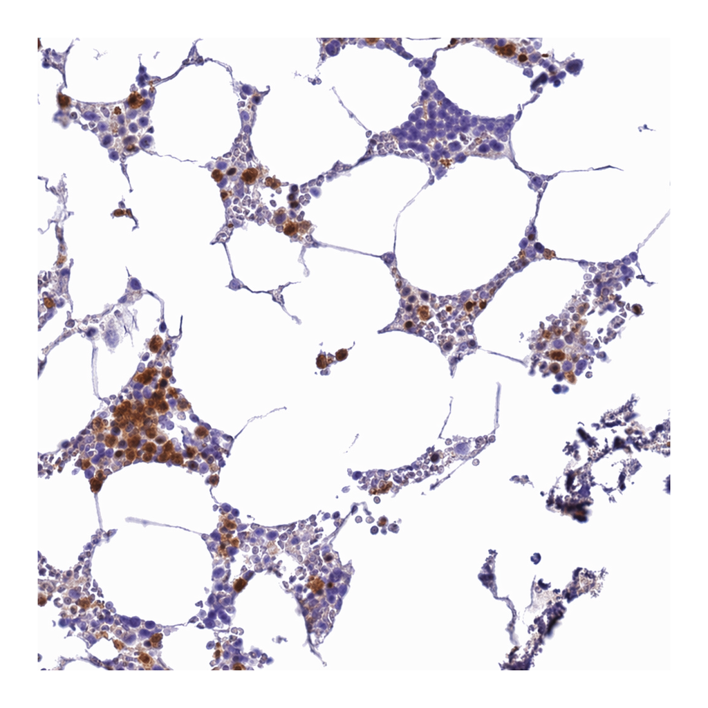 Atlas Antibodies Anti-MEIG1 Antibody