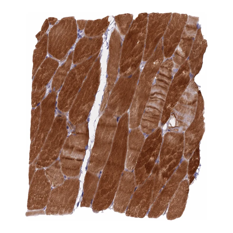 Atlas Antibodies Anti-MEMO1 Antibody