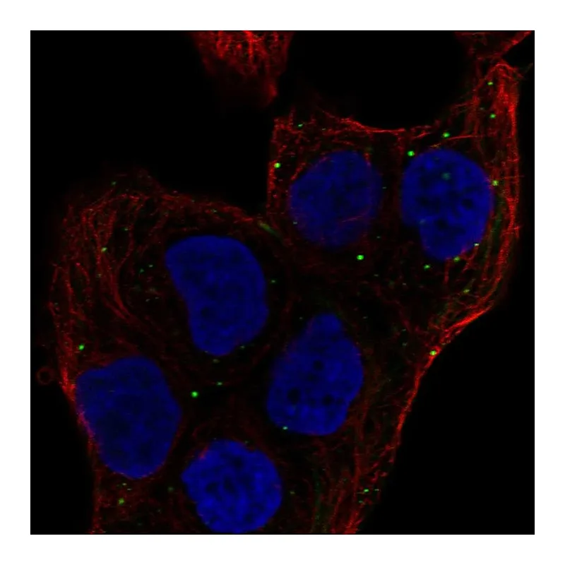 Atlas Antibodies Anti-MEMO1 Antibody