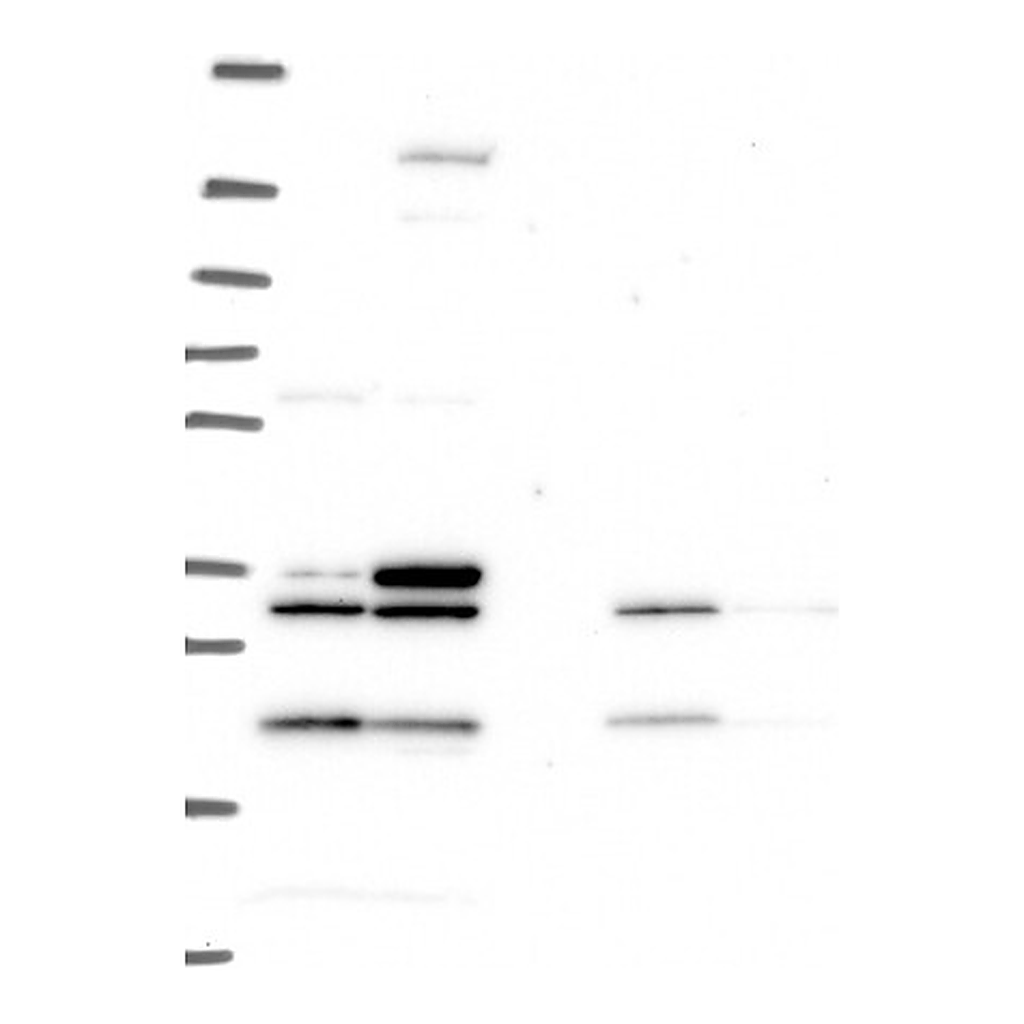 Atlas Antibodies Anti-MEOX1 Antibody