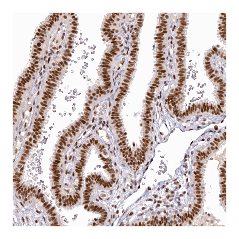 Atlas Antibodies Anti-MEPCE Antibody