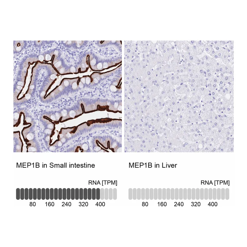 Atlas Antibodies Anti-MEP1B Antibody