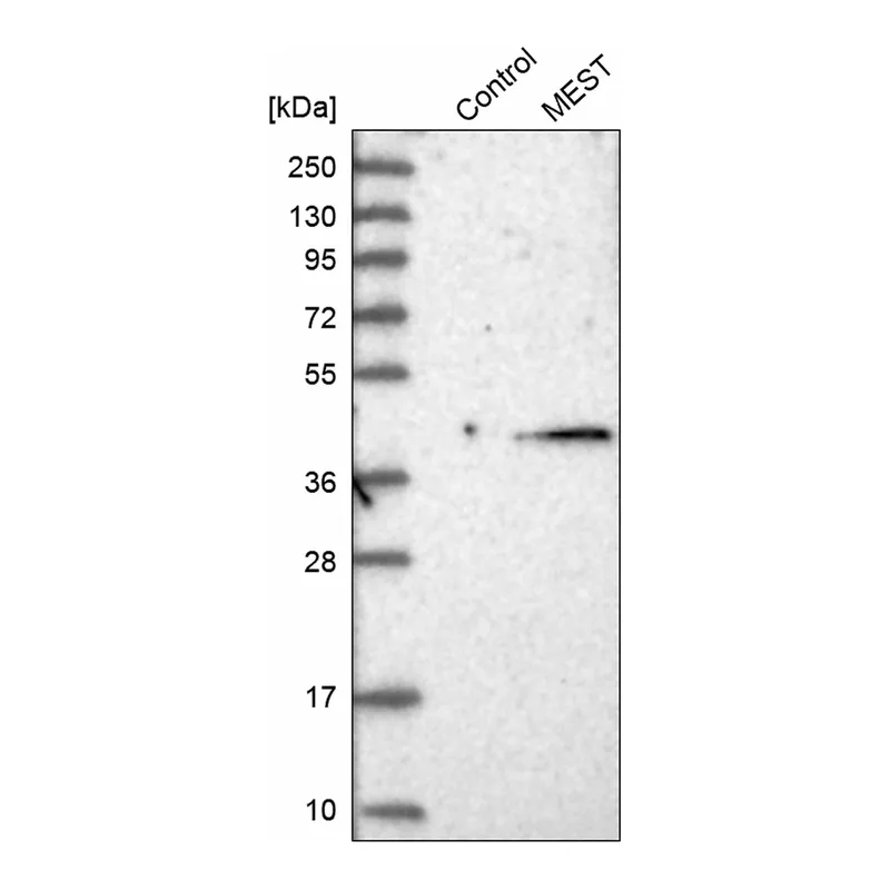 Atlas Antibodies Anti-MEST Antibody