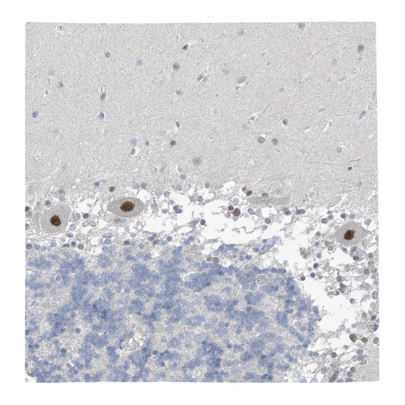 Atlas Antibodies Anti-METAP1D Antibody