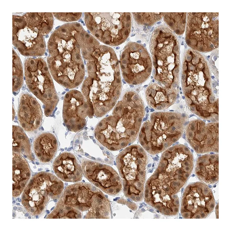 Atlas Antibodies Anti-METRNL Antibody