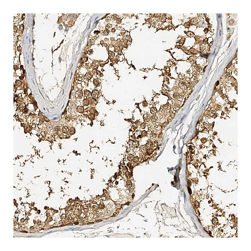 Atlas Antibodies Anti-METTL12 Antibody