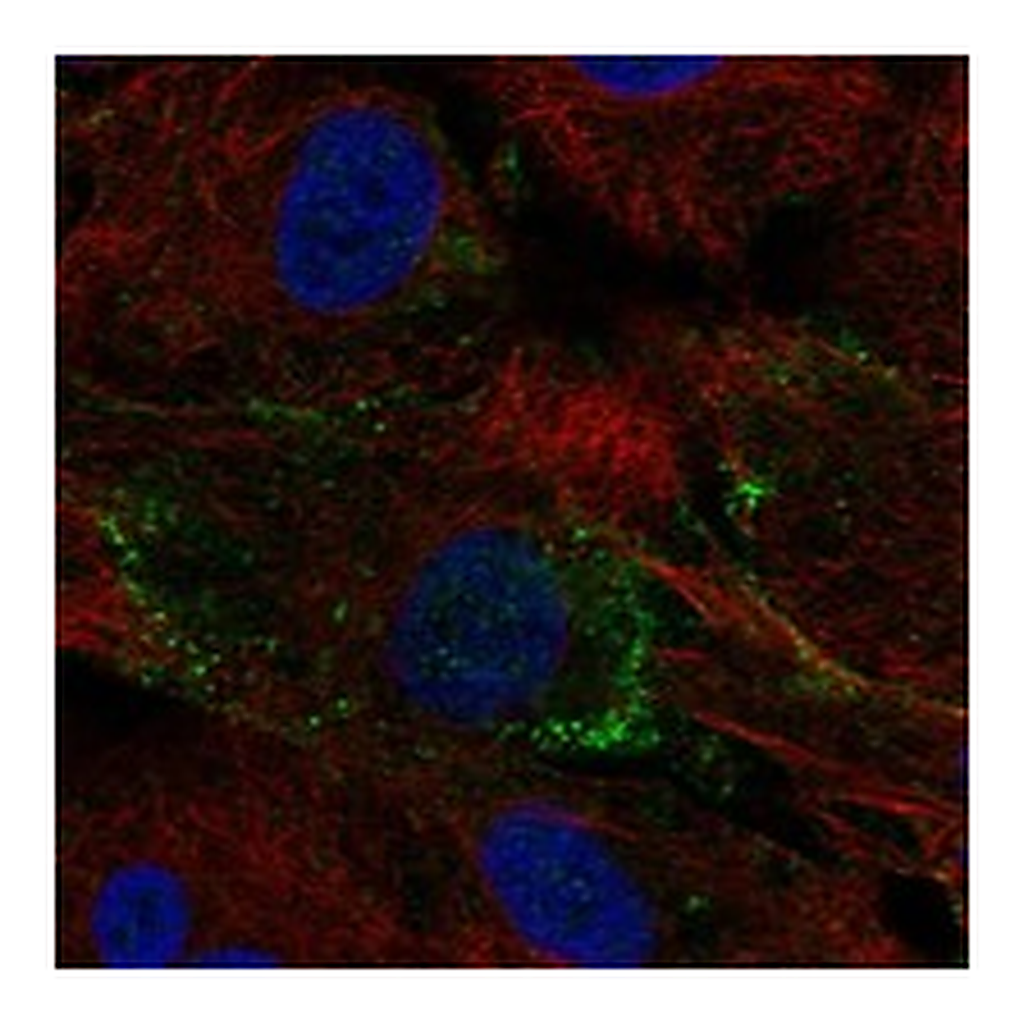 Atlas Antibodies Anti-METTL23 Antibody