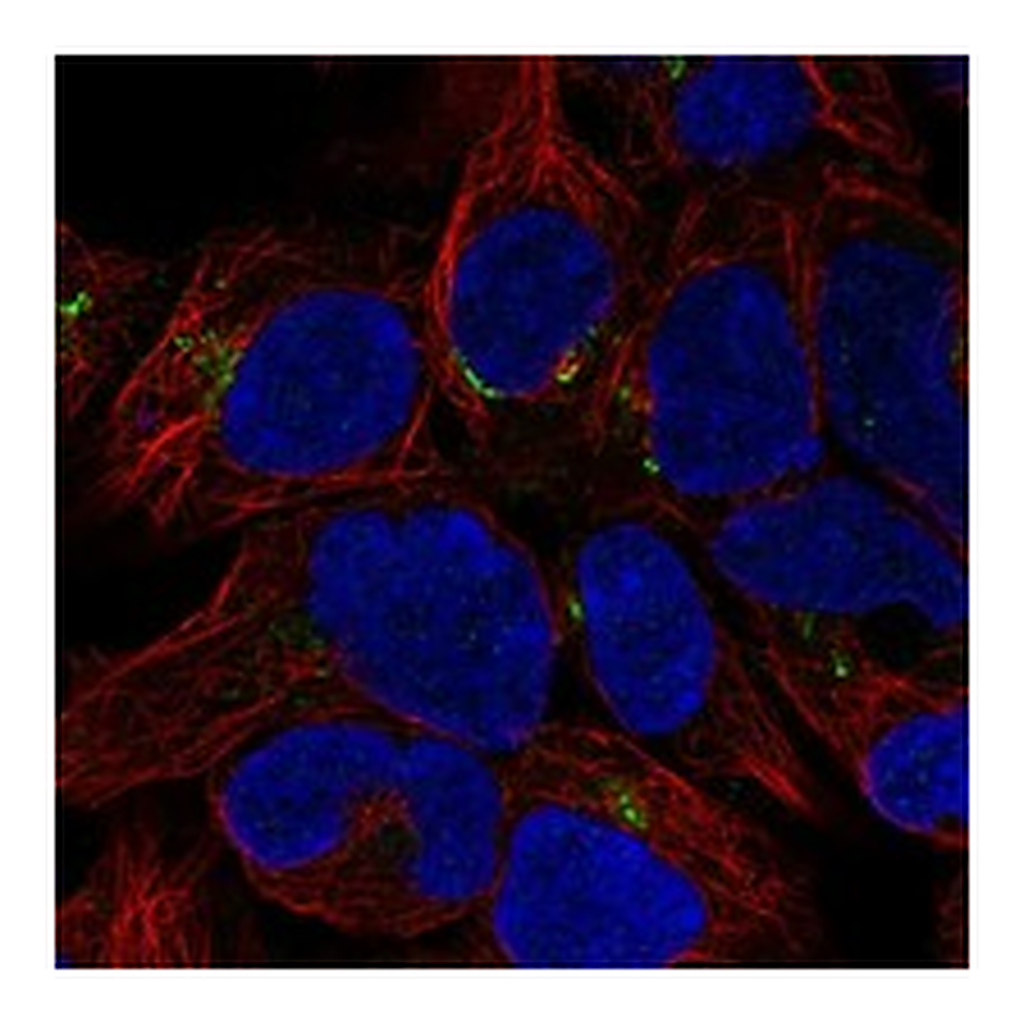 Atlas Antibodies Anti-METTL26 Antibody