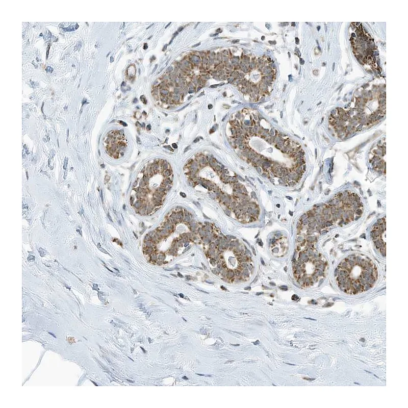 Atlas Antibodies Anti-METTL6 Antibody