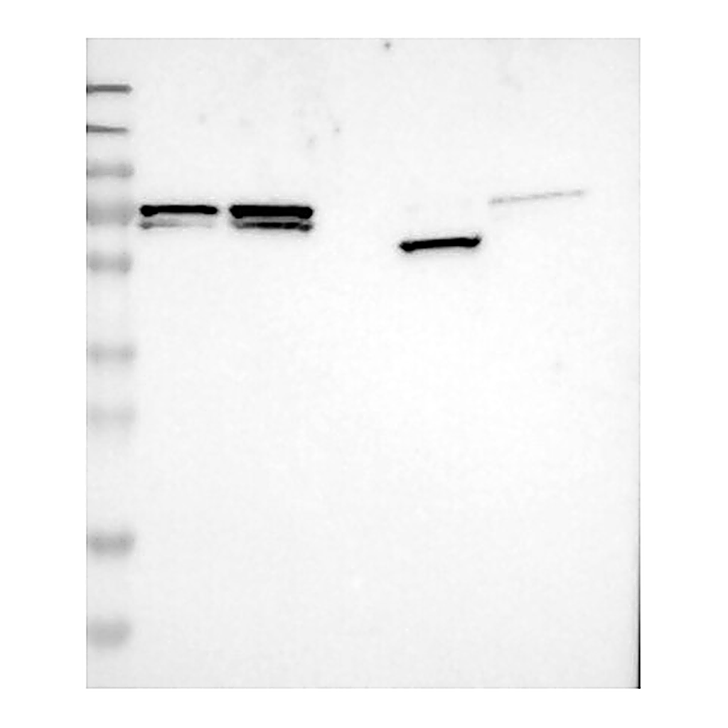 Atlas Antibodies Anti-MFAP1 Antibody